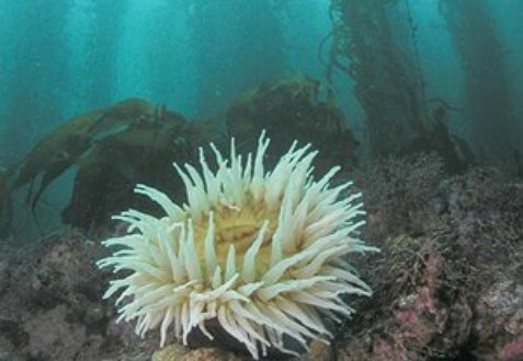 Anemone and seastar in kelp forest